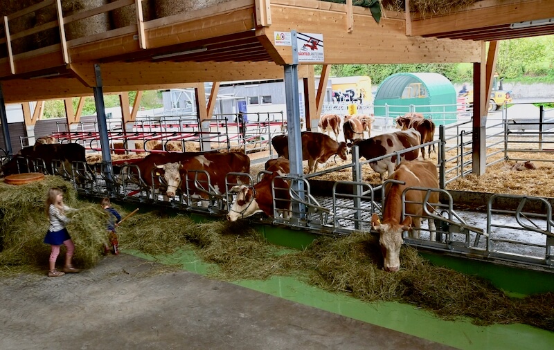 Auf dem FiBL-Hof werden Swiss-Fleckvieh- und Simmentalerkühe mit Hörnern gezüchtet. Dafür ist ein besonders grosszügiger Stall nötig. (Bilder Jasmine Baumann)