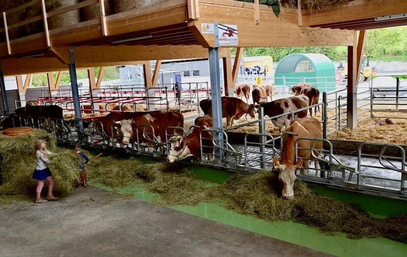 Auf dem FiBL-Hof werden Swiss-Fleckvieh- und Simmentalerkühe mit Hörnern gezüchtet. Dafür ist ein besonders grosszügiger Stall nötig. (Bilder Jasmine Baumann)