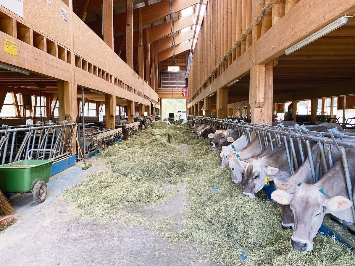 Gerade bei Betrieben mit hohen Leistungen und einer hohen Anzahl Tiere kann es sinnvoll sein, mehrmals jährlich das Raufutter zu überprüfen.