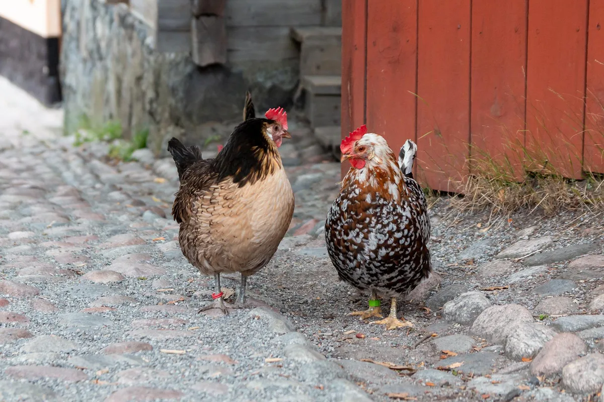 chicken-ga59904613_1920 Super Huhn, super Ei
