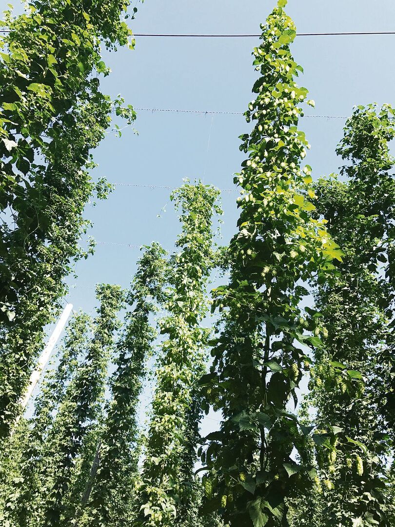 Der Anbau von Luzerner Hopfen könnte eine Chance und Alternative für die regionale Landwirtschaft sein.