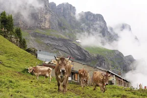 Nur wenige Urner Alpen werden biologisch bewirtschaftet, da die Milch im Winter nicht in den Bio-Kanal geliefert werden kann.