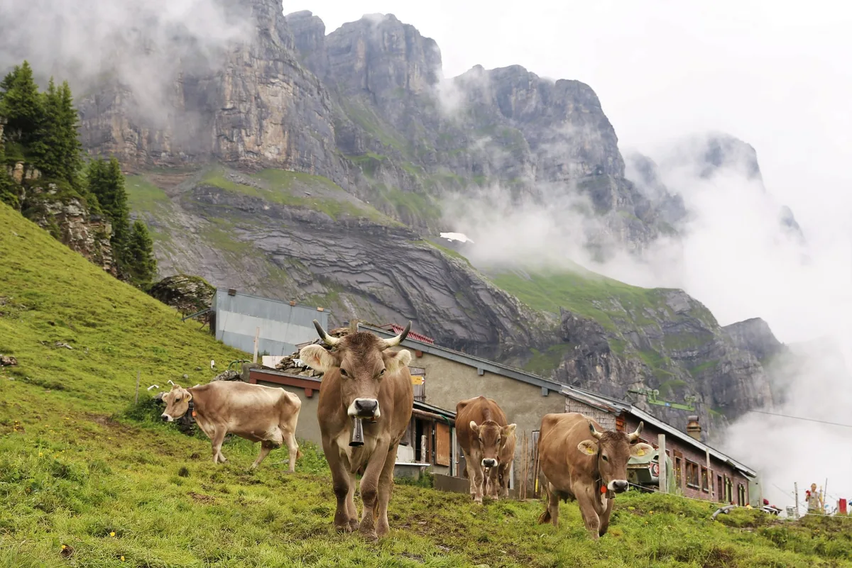 ZS_E_12_Bio_Uri_Hauptbild «Urner bewirtschaften ihre Alpen sehr naturnah»