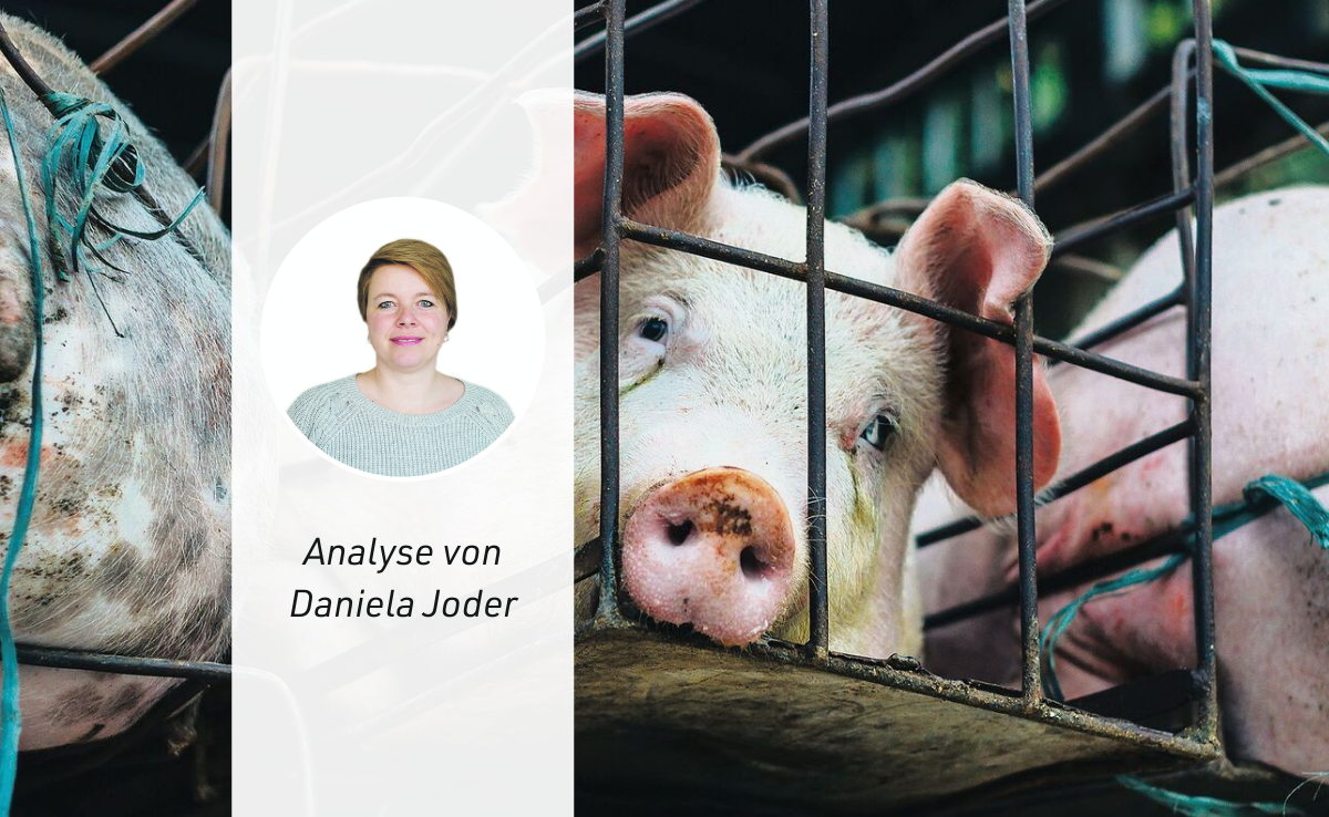 Gilt auch bei der Fleischproduktion: Aus den Augen, aus dem Sinn?