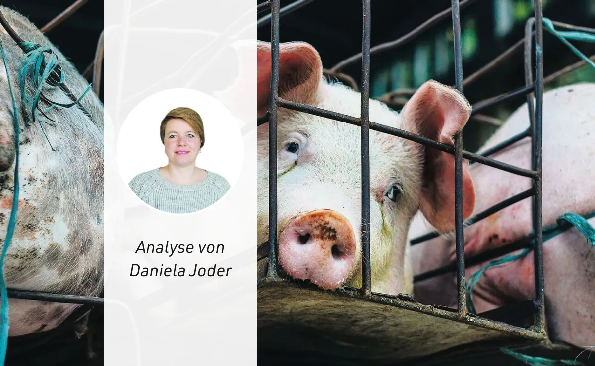 analyse-46 Gilt auch bei der Fleischproduktion: Aus den Augen, aus dem Sinn?
