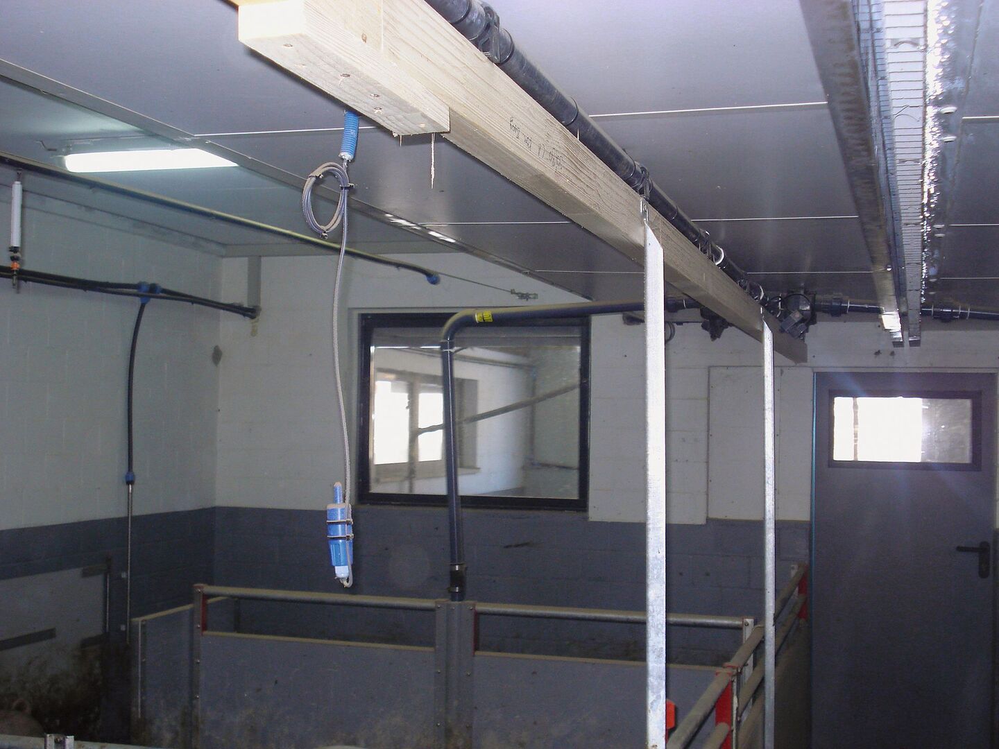 Ein Temperaturfühler hängt von der Decke des Schweinestalls.