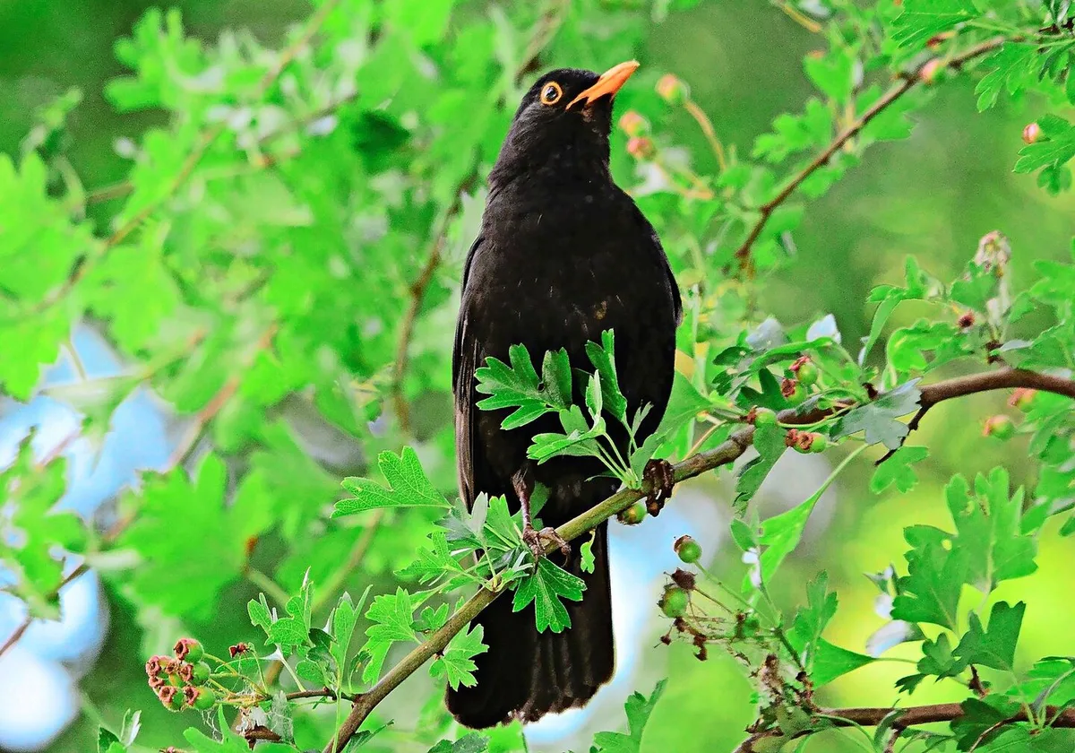 Die männliche Amsel ist auffällig in ihrem schwarzem Federkleid, mit dem gelben Schnabel und ebensolchem Lidring.