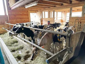 Beim Zukauf von Tieren unbedingt auf den BVD-Status achten und keine gesperrten Tiere in den Bestand aufnehmen.