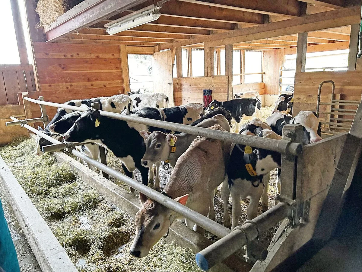 Beim Zukauf von Tieren unbedingt auf den BVD-Status achten und keine gesperrten Tiere in den Bestand aufnehmen.
