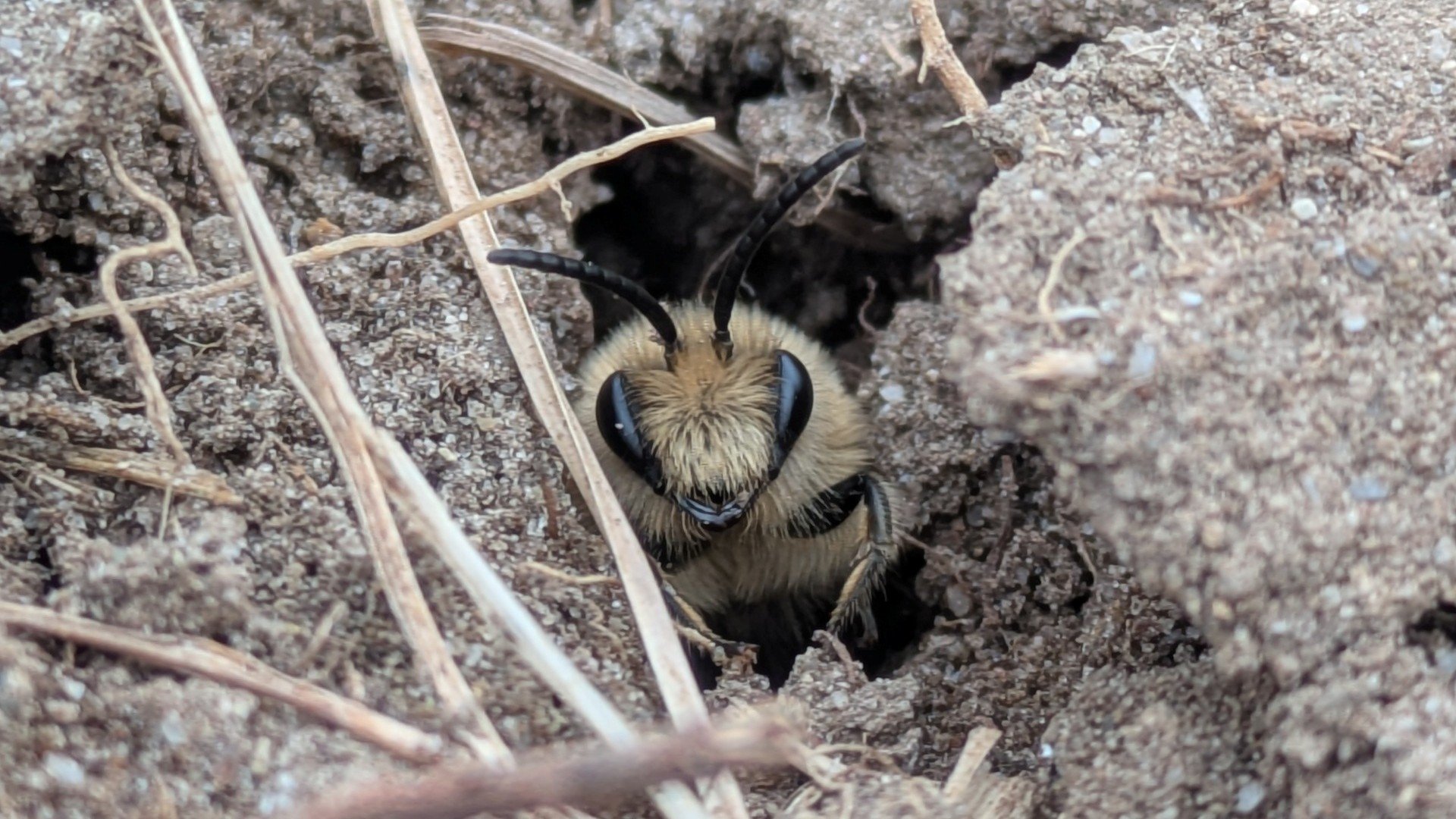 Wichtige Bestäuber: So fördern Sie Wildbienen einfach auf Ihrem Betrieb