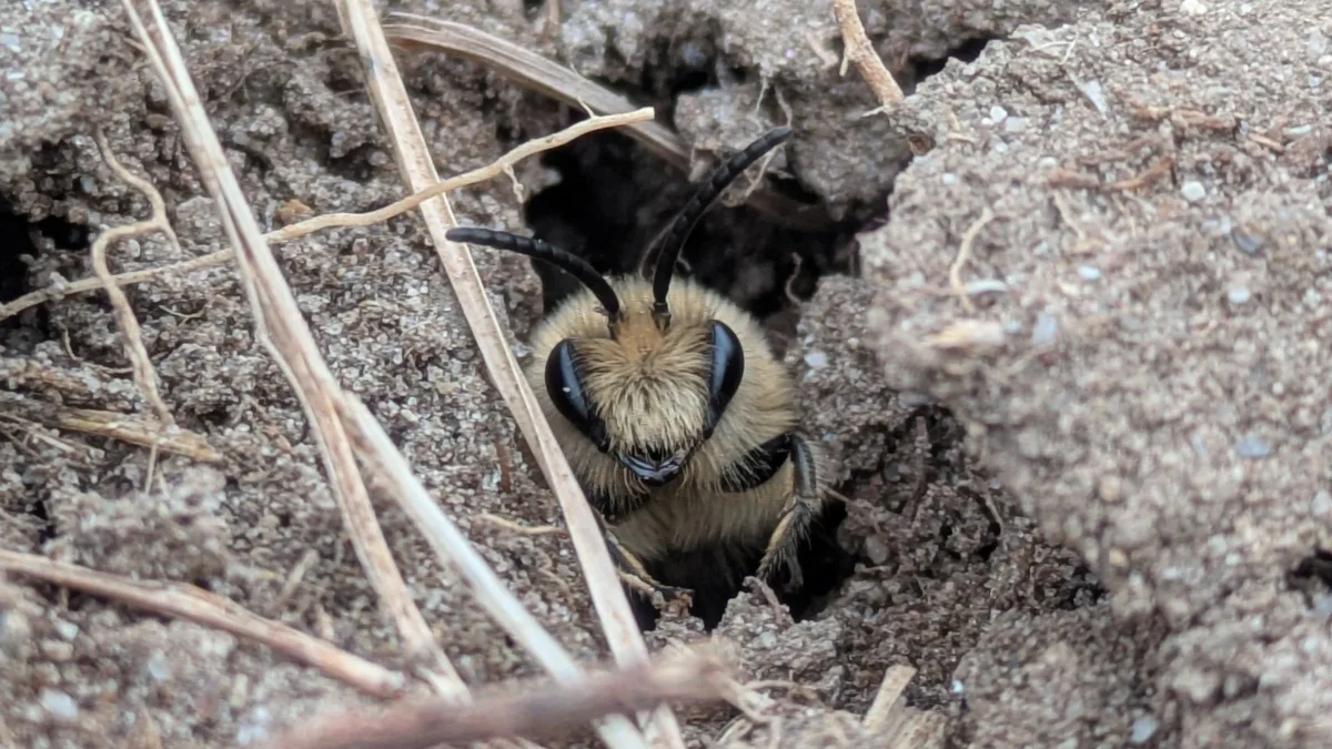 Wildbiene_Philippe_Tschanz_Agroscope Wichtige Bestäuber: So fördern Sie Wildbienen einfach auf Ihrem Betrieb