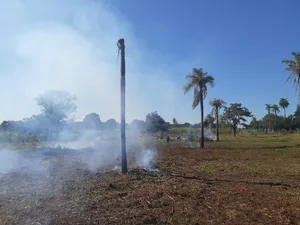 Auf dem Land von Michèle Huber und ihrer Familie sind bereits 34 Palmen gefällt worden. Sie dienen anschliessend als Futter, zum Feuer entfachen oder als Baumaterial. (Bild Michèle Huber)