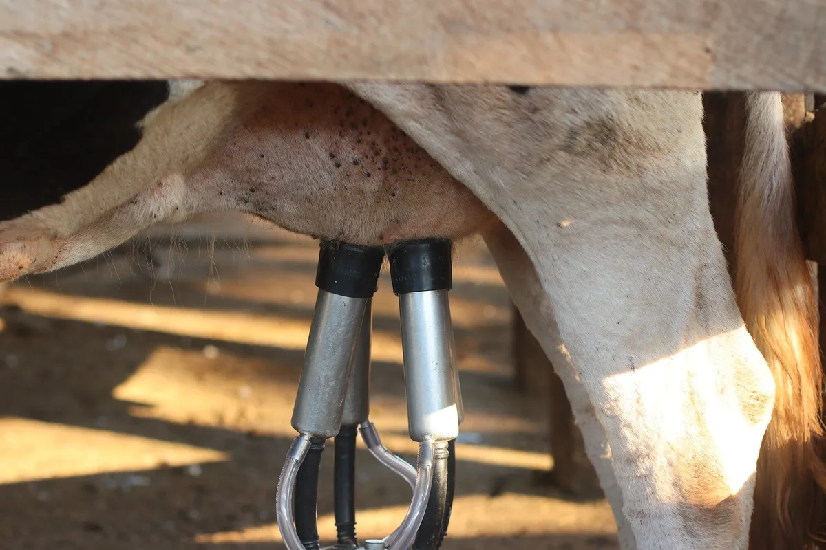 cow-7133218_1920 Agridea und die Zuchtverbände nehmen die Milchleistungsprüfung unter die Lupe