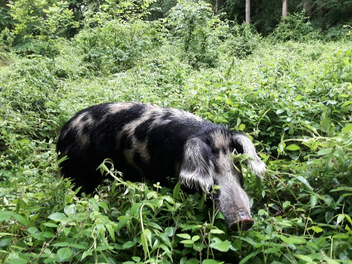 OS-B.21-vierspalter104626-kl Turopolje-Schweine sollen den Neophyt Henrys Geissblatt in Schach halten