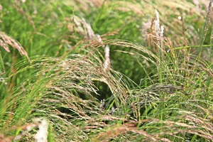 Das Teffgras könnte die Lösung für den Futterbau während Trockenperioden sein. Die Hirsenart bringt hohe Erträge bei tiefem Nährstoff- und Wasserbedarf.