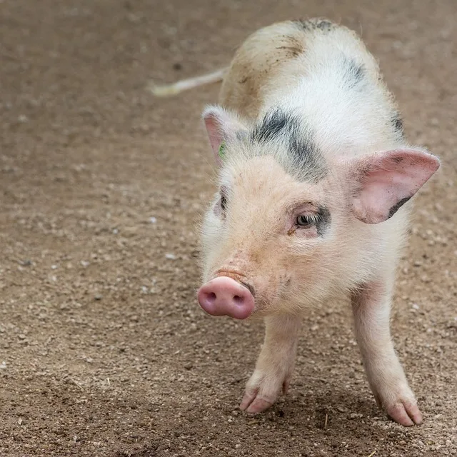 8d3d0de4f9805890bf47d38f331e5851fa1a5d3a Das neue Kennzeichen gibt es vorerst nur für Schweine. (Bild Pixabay)