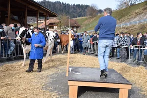 Mit 4600 Franken löste die kapitale und sehr gut aufgeeuterte Oberstähli Doorman Angelique von Peter Hofer, Arni BE, den Tageshöchstpreis.
