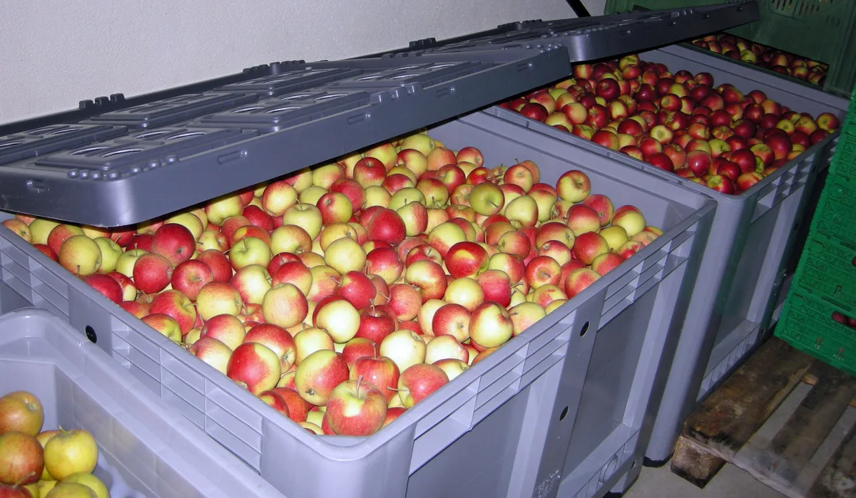 BZ-BET5-36-Obstbau-sjh Warum es so wichtig ist, nur Früchte mit Top-Qualität einzulagern