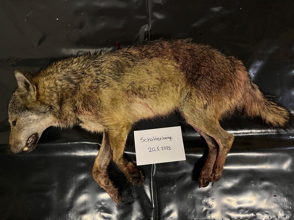 Wolf nach 28 Rissen geschossen: Zweifel an Rechtmässigkeit
