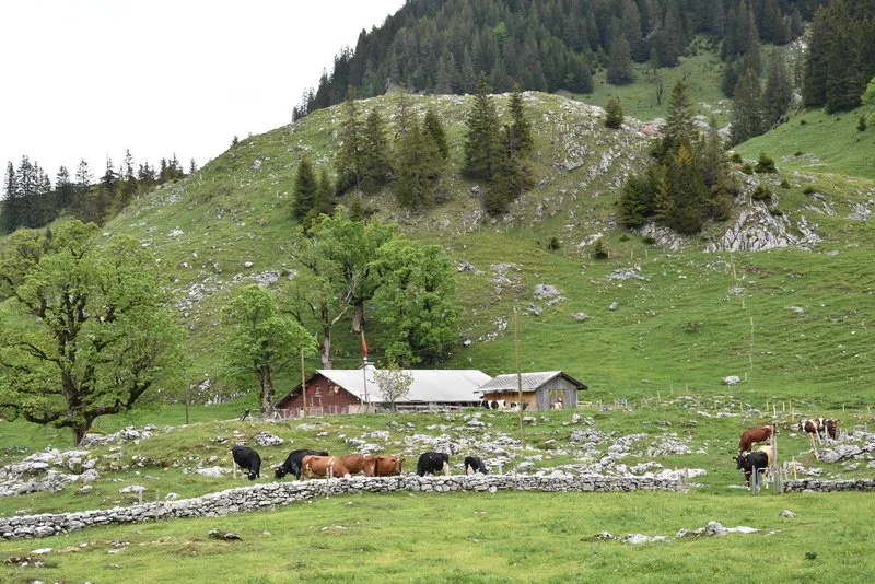 fbab42e00b5c06bd178bf2b679d2f6699ae49568 Viele Bergbauern sind auf die Hilfe von Freiwilligen angewiesen. So auch Familie Teuscher. (Bild Esther Thalmann)