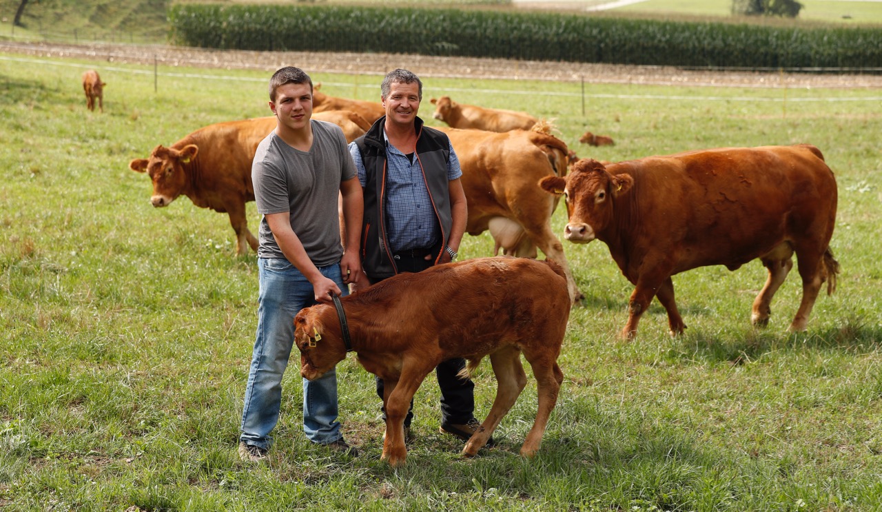 Die Arbeit auf dem Hof von Franz und Anita Burri in Dagmersellen bedingt ein gutes Flair für Rinder. Die Limousin- Tiere sind alle handzahm. Bild: Ruben Sprich