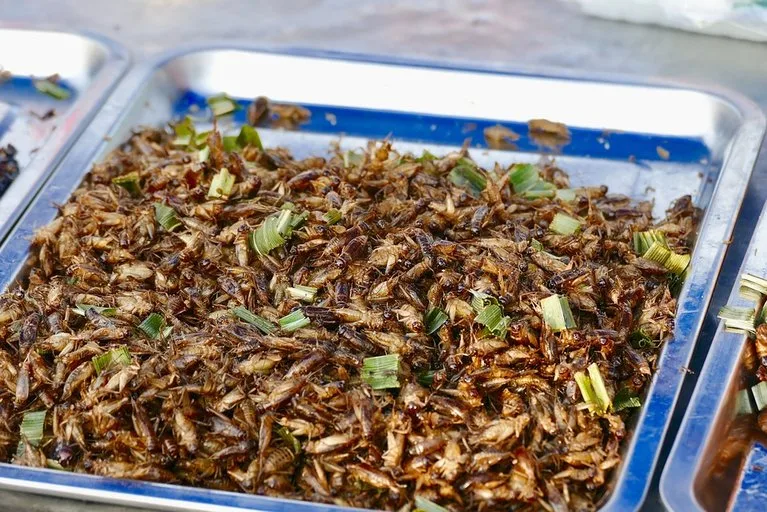 7690b4d32e11bf37e1c0b3e4613dfd1851834664 Bisher waren Insekten für die menschliche Nahrung eher unbeliebt. Vielleicht sind sie allerdings bald wichtig für die Fleischproduktion. (pixabay)
