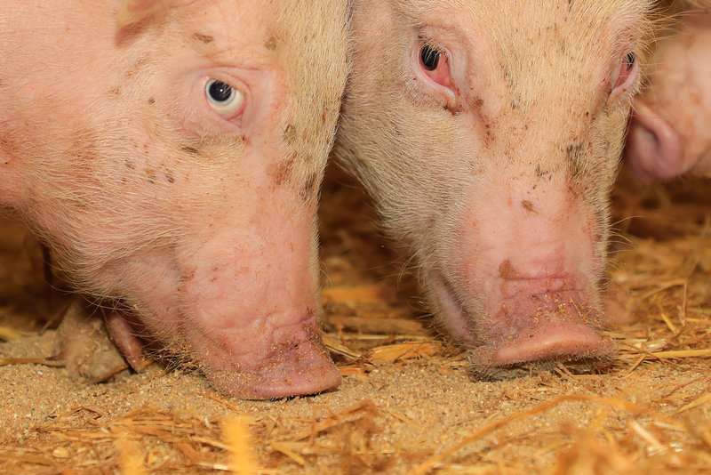Wie Schweine ihre Umwelt sehen, fühlen, schmecken, hören und vor allem riechen