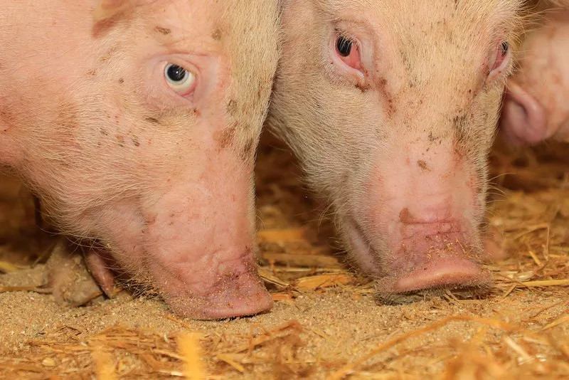 schwein_augen_roethlisberger Wie Schweine ihre Umwelt sehen, fühlen, schmecken, hören und vor allem riechen