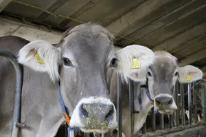 Das Argument sinkender Produktion bzw. Tierbestände bei allzu ambitionierten Reduktionszielen vermochte mehr zu überzeugen, als die Verweise der Motionsgegner auf die politische Vergangenheit des Absenkpfads und die Tragfähigkeit der Ökosysteme.
