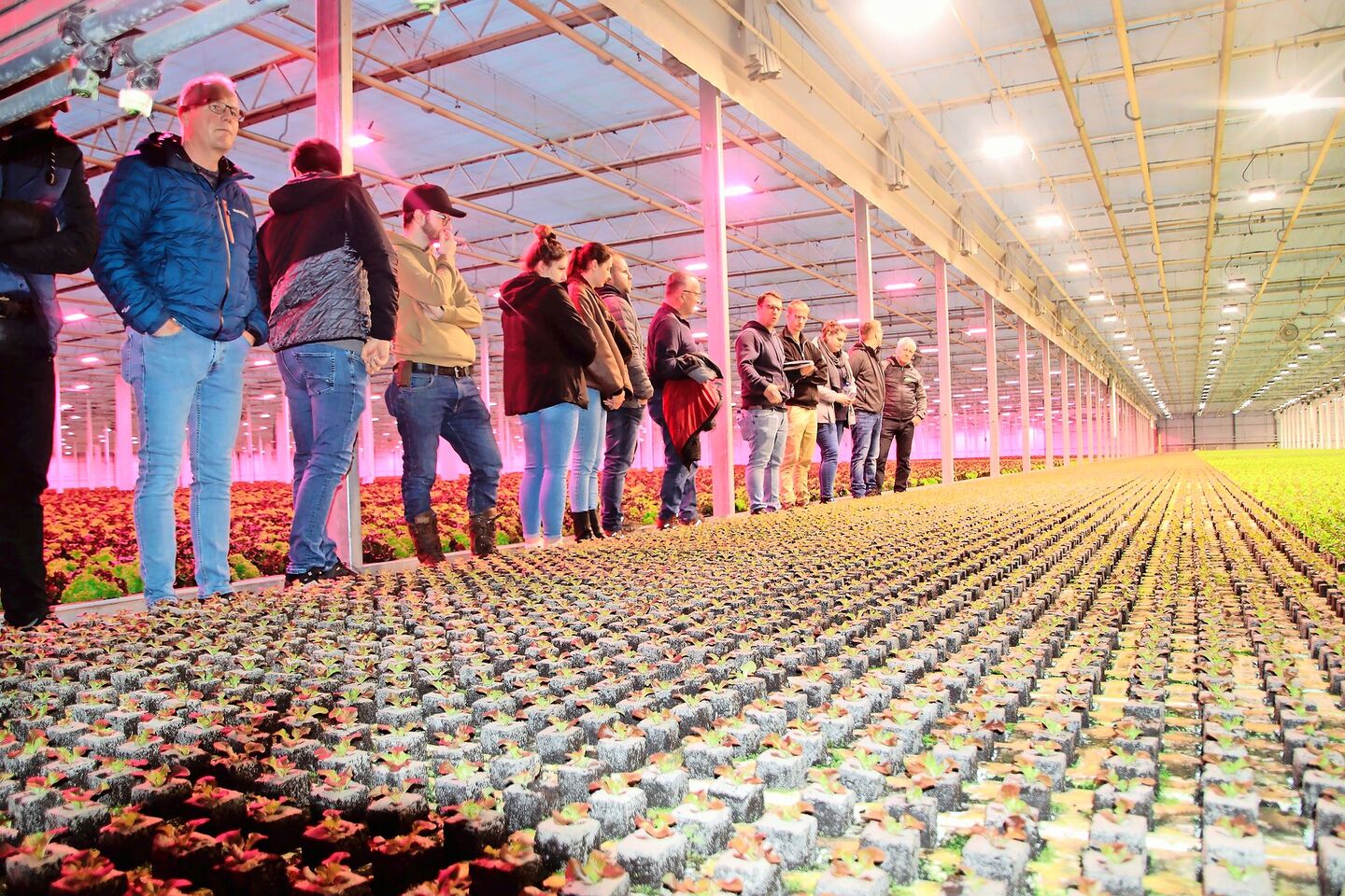 Die Gemüseproduzent(innen) aus den Kantonen Aargau und Zürich sind fasziniert von den gleichmässig heranwachsenden Salatsetzlingen im Gewächshaus der Gebrüder Meier.