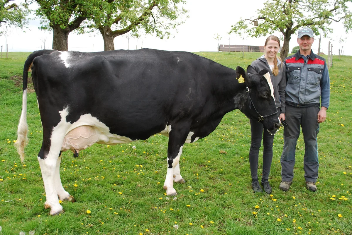 7b7c06121bd87c619aa52a7bc91794744ec38cac Markus Wyss und seine Tochter Michelle mit ihrer Holsteinkuh Rudolph Haiti. Sie ist schon jetzt eine Legende. (Bild Peter Fankhauser