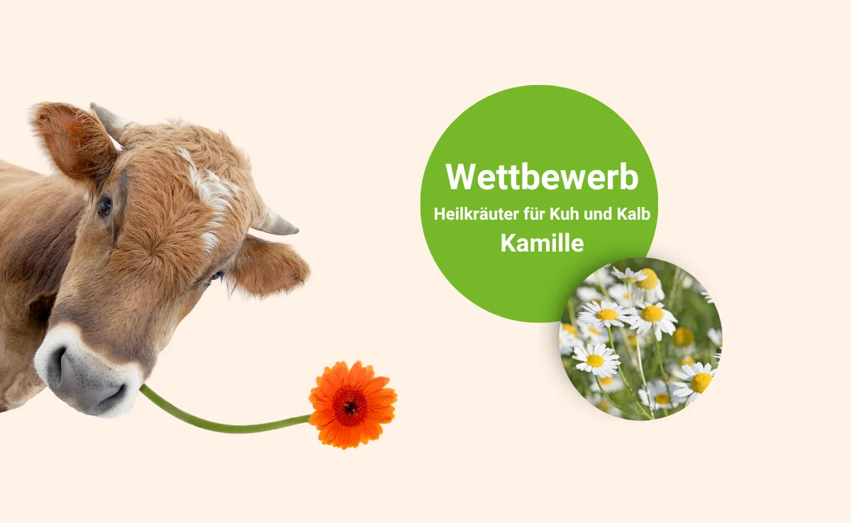 DG_-_Landingpage_Kraut_Kamille Welche Kamille ist die Echte?