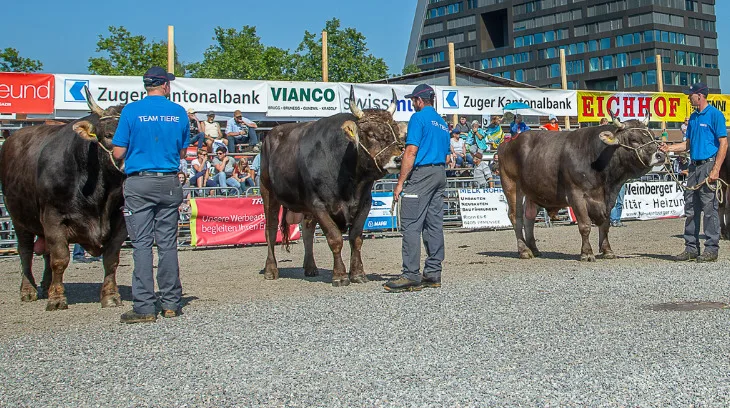 e9caab9d8eb9e644a4de81f28e32d3cf2dea3a0a Der Zuger Stierenmarkt ist ein wichtiger und beliebter Treffpunkt für Züchter und interessierte nicht-bäuerliche Besucher im Frühherbst. (Bild Braunvieh Schweiz)