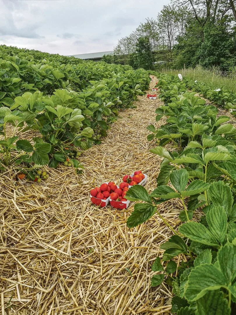 Die Selbstpflücksaison beginnt auf den meisten Betrieben Mitte bis Ende Mai mit den Erdbeeren, dann folgen Kirschen und Himbeeren.