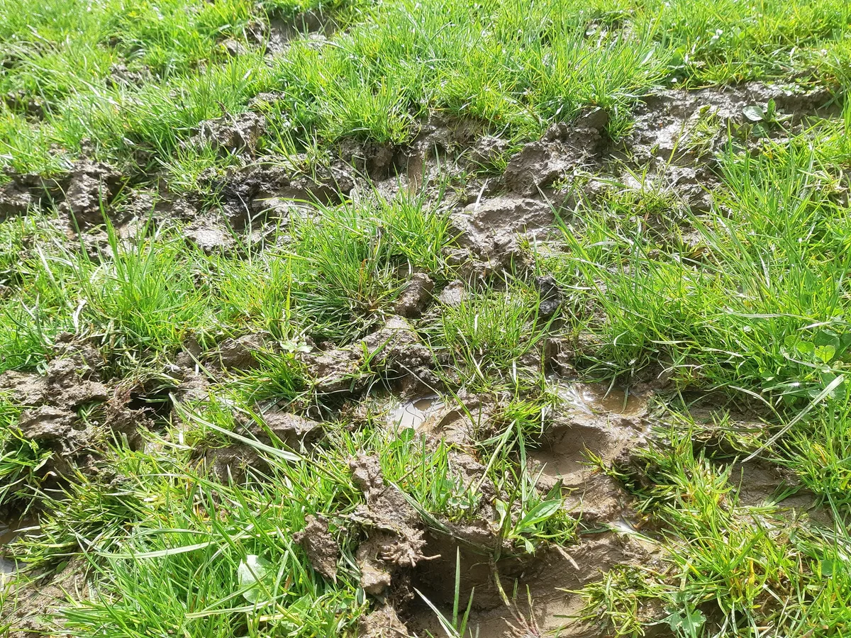 20230425_Weidescha__den_B._Nabulon Das Graswachstum zieht an - jetzt ist Handeln angesagt
