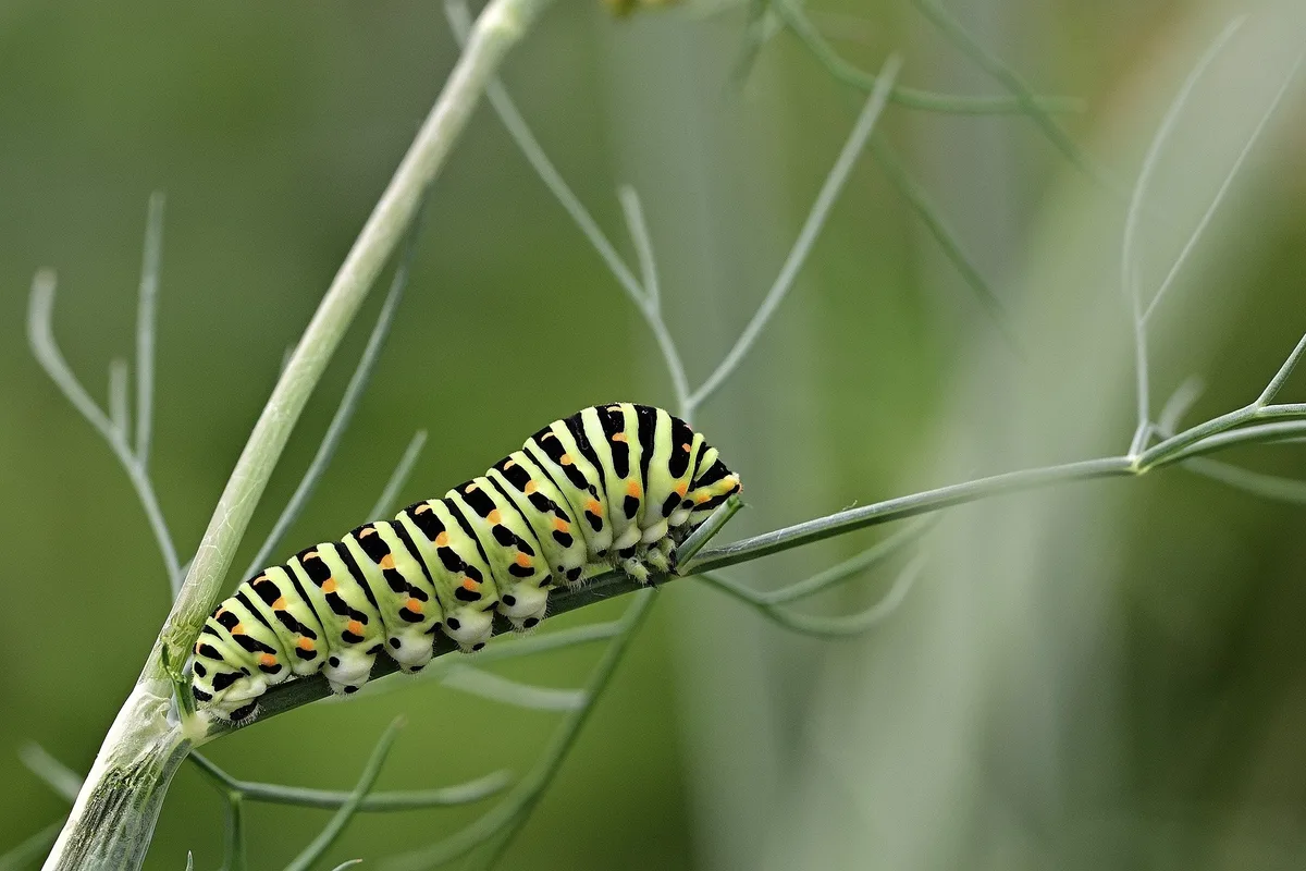 caterpillar-6387049_1920 Veränderungen schaffen Raum