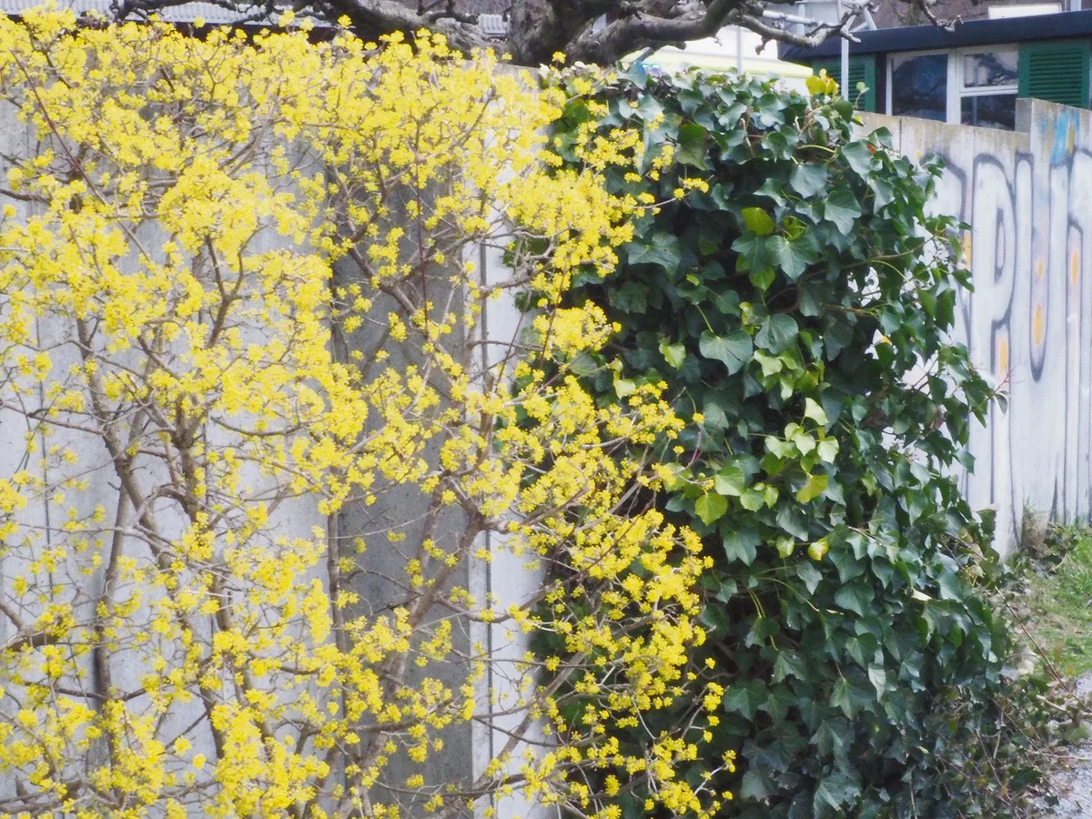 ec0ece32b41ff446c05fb4c76a2ab43af43da189 Die einheimischen Kornelkirschen blühen früh im Frühling in dezentem Gelb und sind eine erste Anlaufstelle für Insekten. (Bilder Ruth Bossardt)