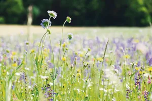 Der Thurgauer Obstverband verteilt eine Blumensaatmischung für insgesamt eine Hektare einheimische Blütenpracht.