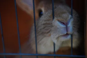 Tierversuche werden in der Schweiz in drei Schweregrade eingeteilt. So gelten auch Beobachtungsstudien, bei denen die Tiere kaum beeinträchtigt werden, zu den Tierversuchen. Die Anzahl der Experimente mit niedrigem Schweregrad sinkt seit Jahren stetig. (Bild Isaak_Matten/Pixabay)