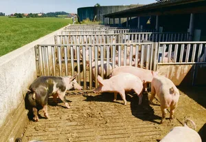 Schweinemist enthält Stickstoff und Phosphor. Wenn (zu) viel Phosphor vom Betrieb weggeführt werden muss, fehlt für die Düngung der Kulturen Stickstoff. (Bild Josef Scherer)