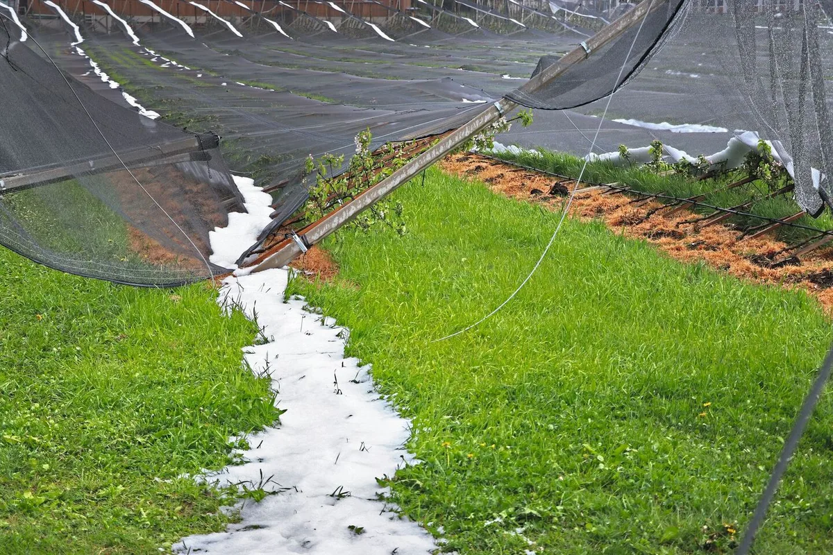Kurzer Schauer, grosser Schaden: In Lupfig AG hat Ende April 2022 ein Hagelzug eine neu angelegte Obstanlage komplett zerstört.