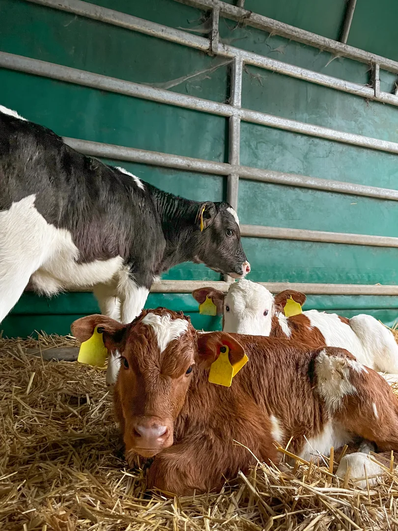 Bioweidemast in der Schweiz: Rentabilität ist schwierig