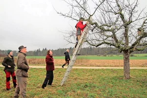 Stossen auf grosses Interesse: Der Regionale Naturpark Schaffhausen bietet auch im nächsten Jahr Schnittkurse für Hochstammbäume an.