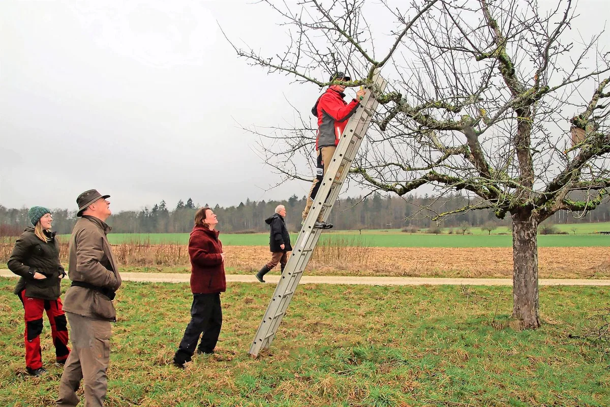 9b58b4f9a4169229313ec145eba9e942ab01f246fb86fd37a2c57f5965a2425a Stossen auf grosses Interesse: Der Regionale Naturpark Schaffhausen bietet auch im nächsten Jahr Schnittkurse für Hochstammbäume an.