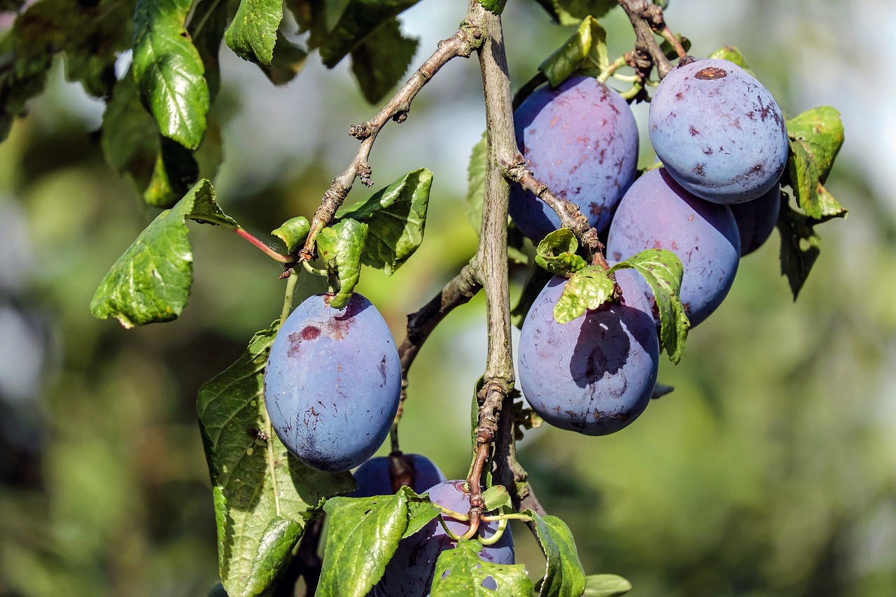 Die erwartete Ernte übertrifft die Durchschnittsmenge der letzten fünf Jahre bei Weitem. (Symbolbild Pixabay)