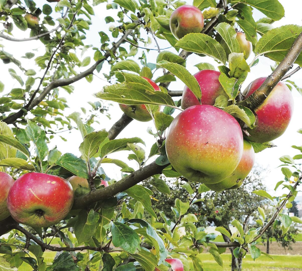 Diese 12 Raritäten für den Obstgarten werten auch das Sortiment auf