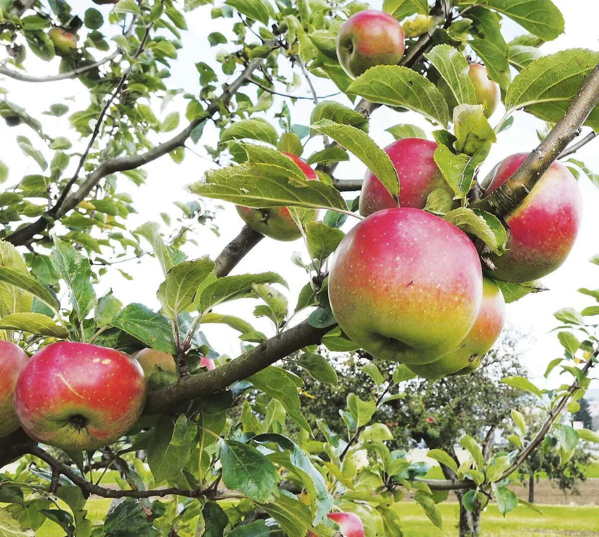 22a9d454c02c70204751a7368d5a75f9fef270ba775f2d841b0834a6f6d40c08 Diese 12 Raritäten für den Obstgarten werten auch das Sortiment auf