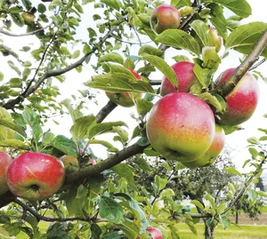 Der Wehntaler Hagapfel.