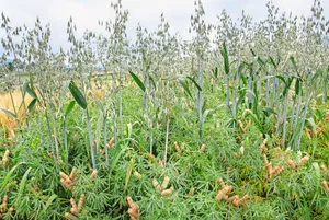 Der Mischanbau von Hafer mit der Schmalblättrigen Lupine führt im Vergleich zu Reinbeständen zu stabileren Erträgen.
