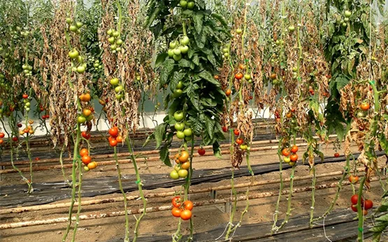 239bad92bae5e105184807665b3e4d1c9428def2 Bakterielle Tomatenwelke an Tomaten (Bild Agroscope)